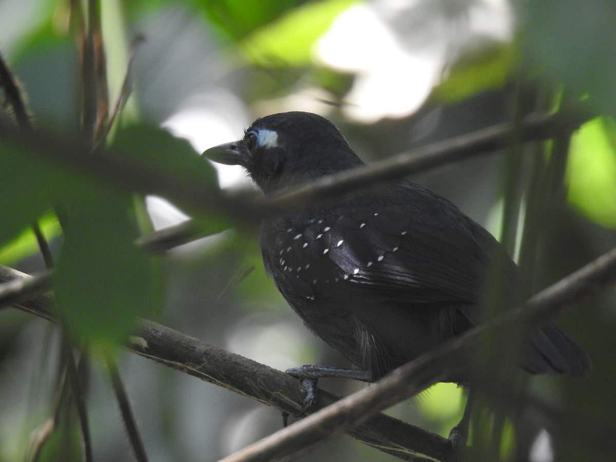 Bleigrau-Ameisenvogel - ML642247110