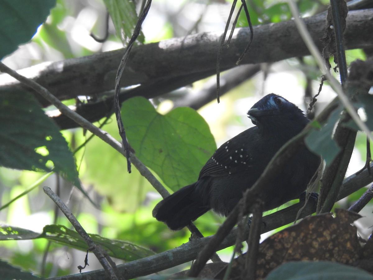 Plumbeous Antbird - ML642247111