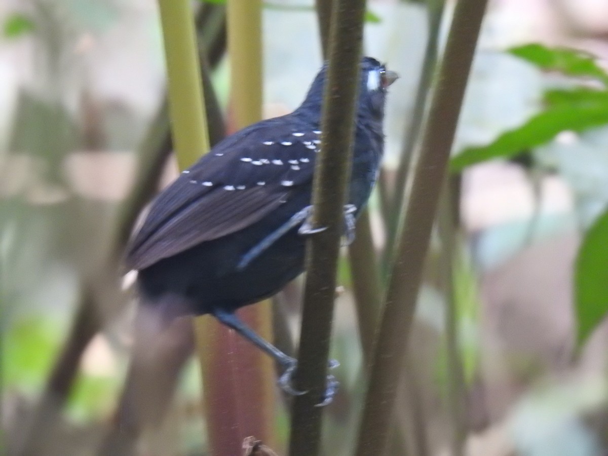 Plumbeous Antbird - ML642247112