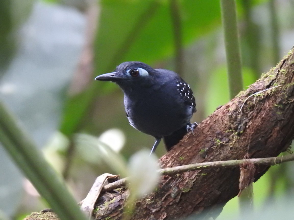 Plumbeous Antbird - ML642247113
