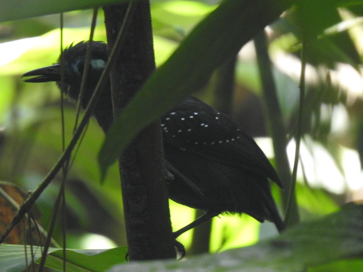 Plumbeous Antbird - ML642247114