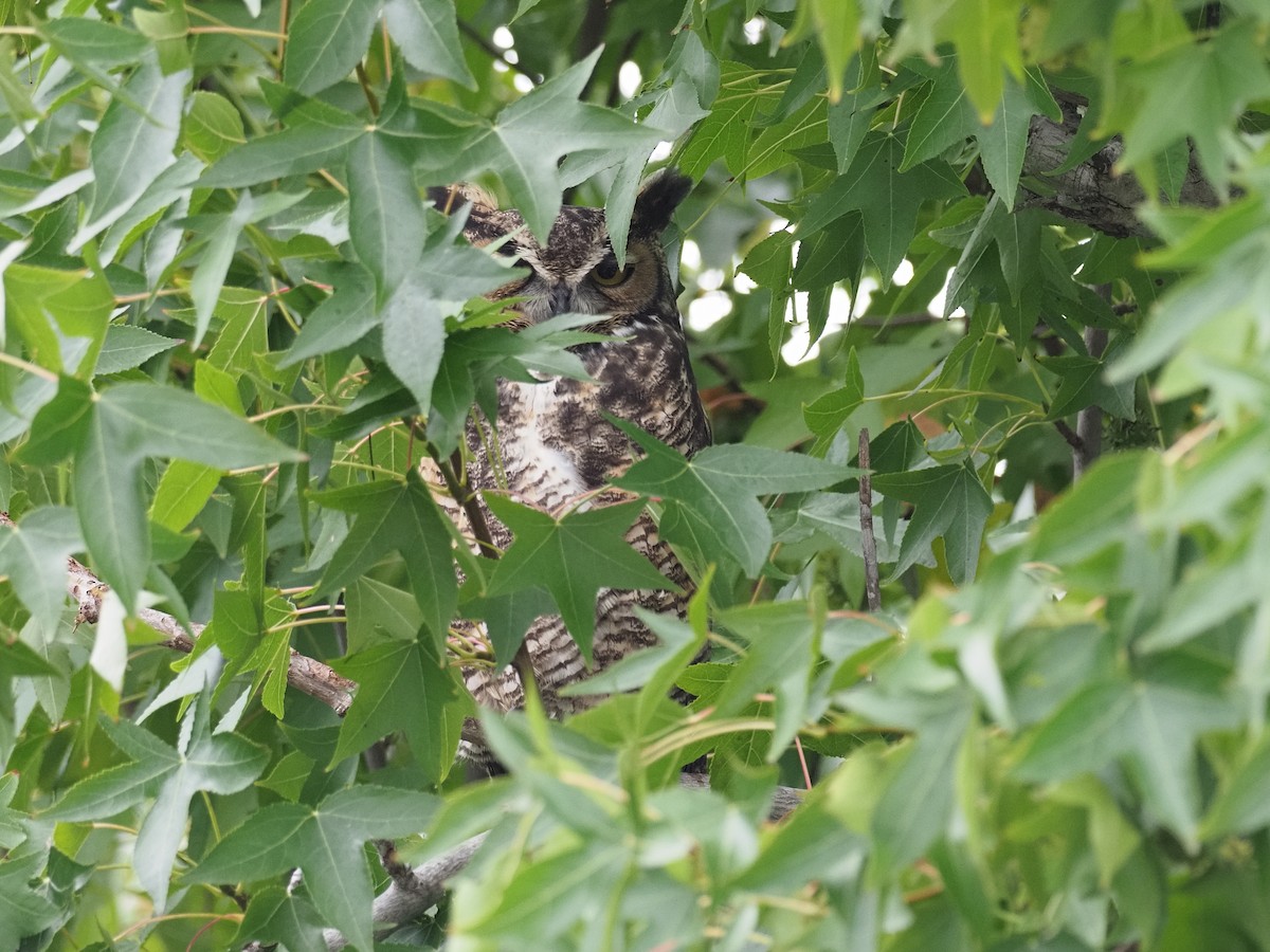 Great Horned Owl - ML642247123
