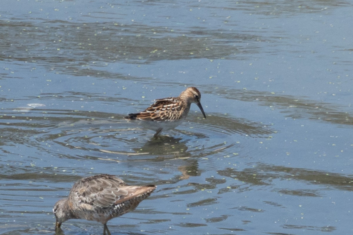 Pectoral Sandpiper - ML642247129