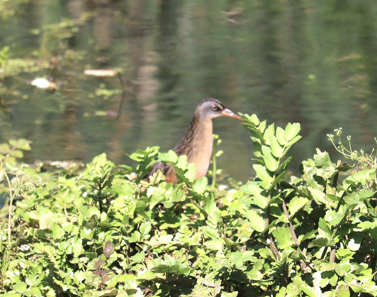 Virginia Rail - ML642247135