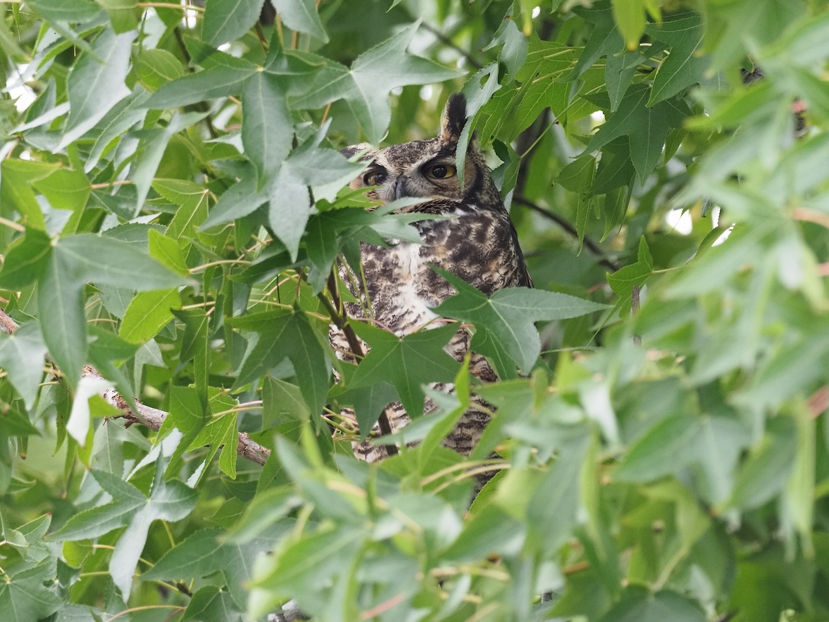 Great Horned Owl - ML642247139