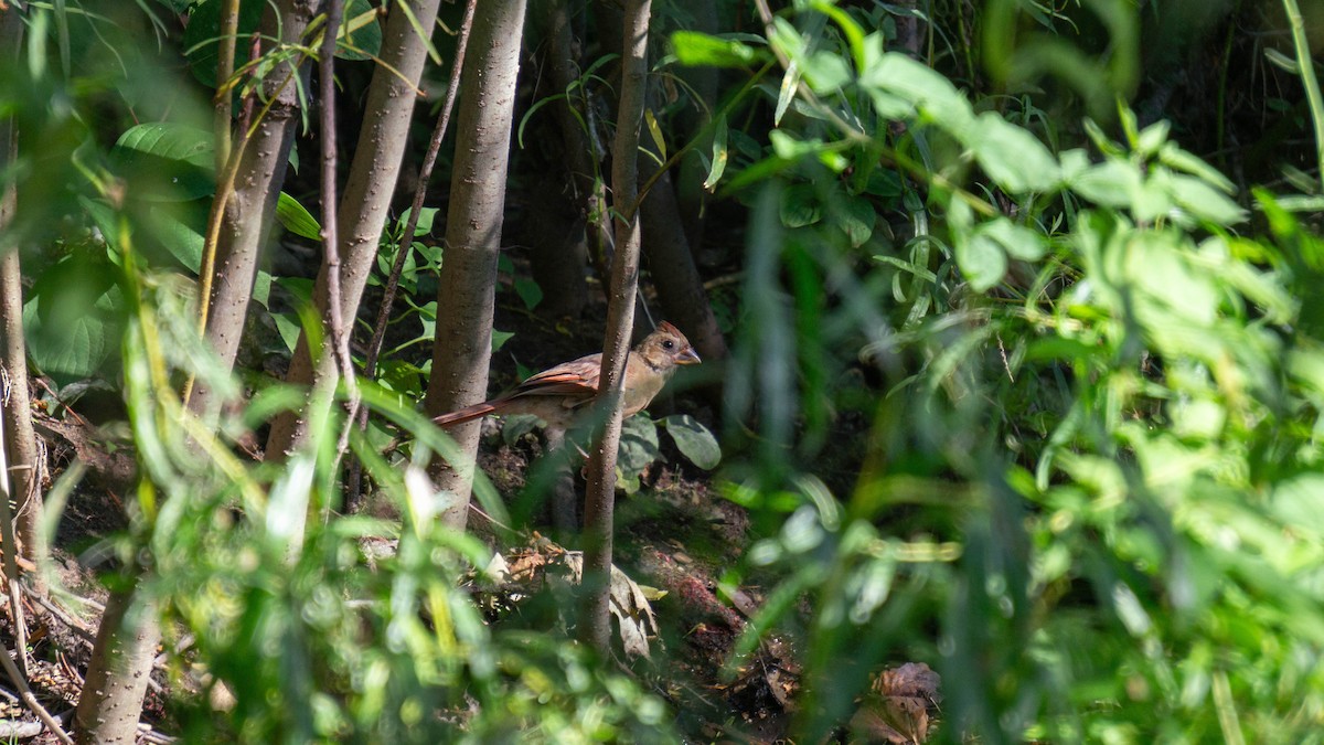ショウジョウコウカンチョウ - ML642247144