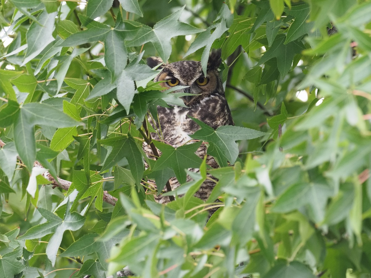 Great Horned Owl - ML642247153