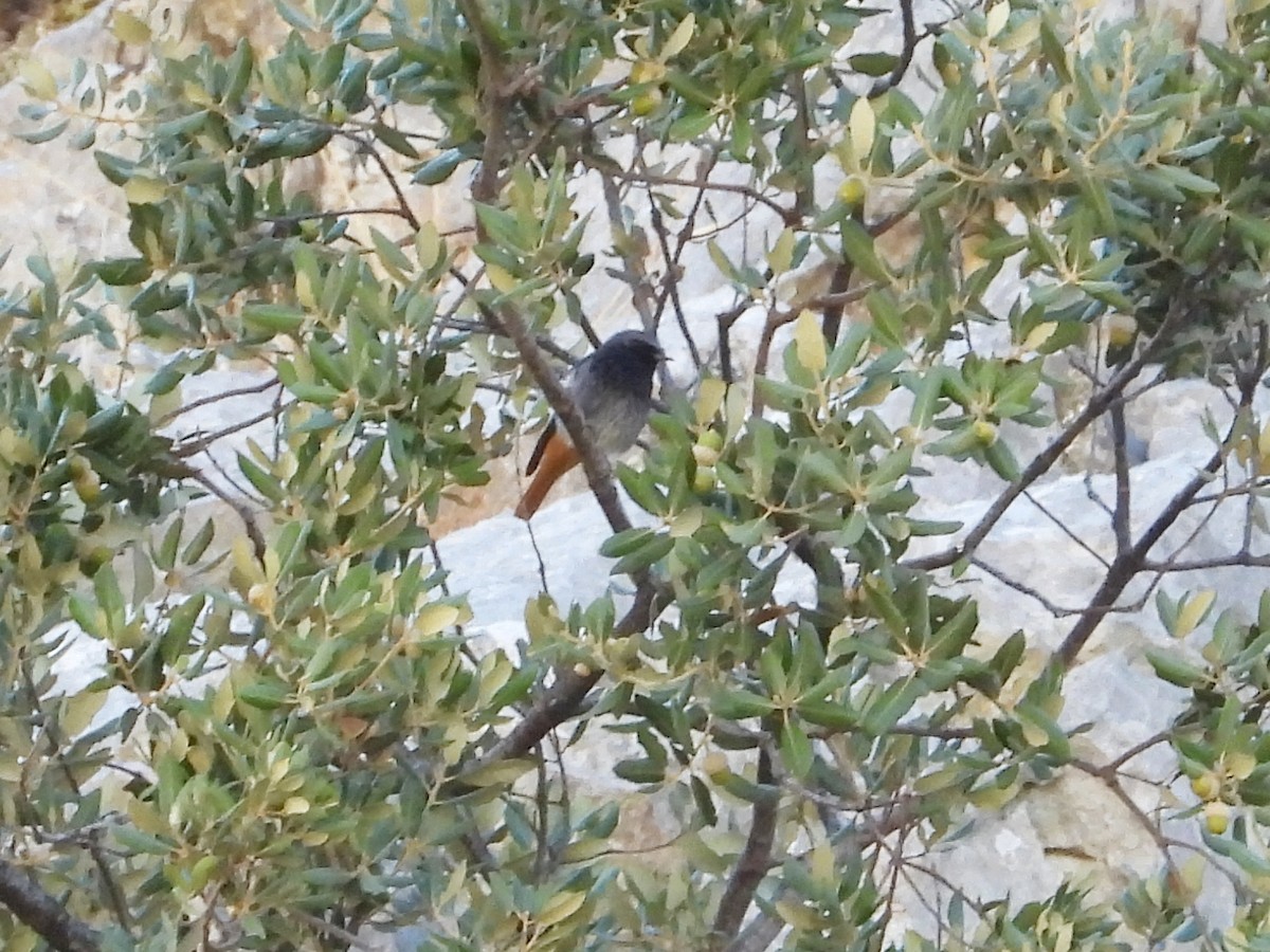 rehek domácí - ML642247188