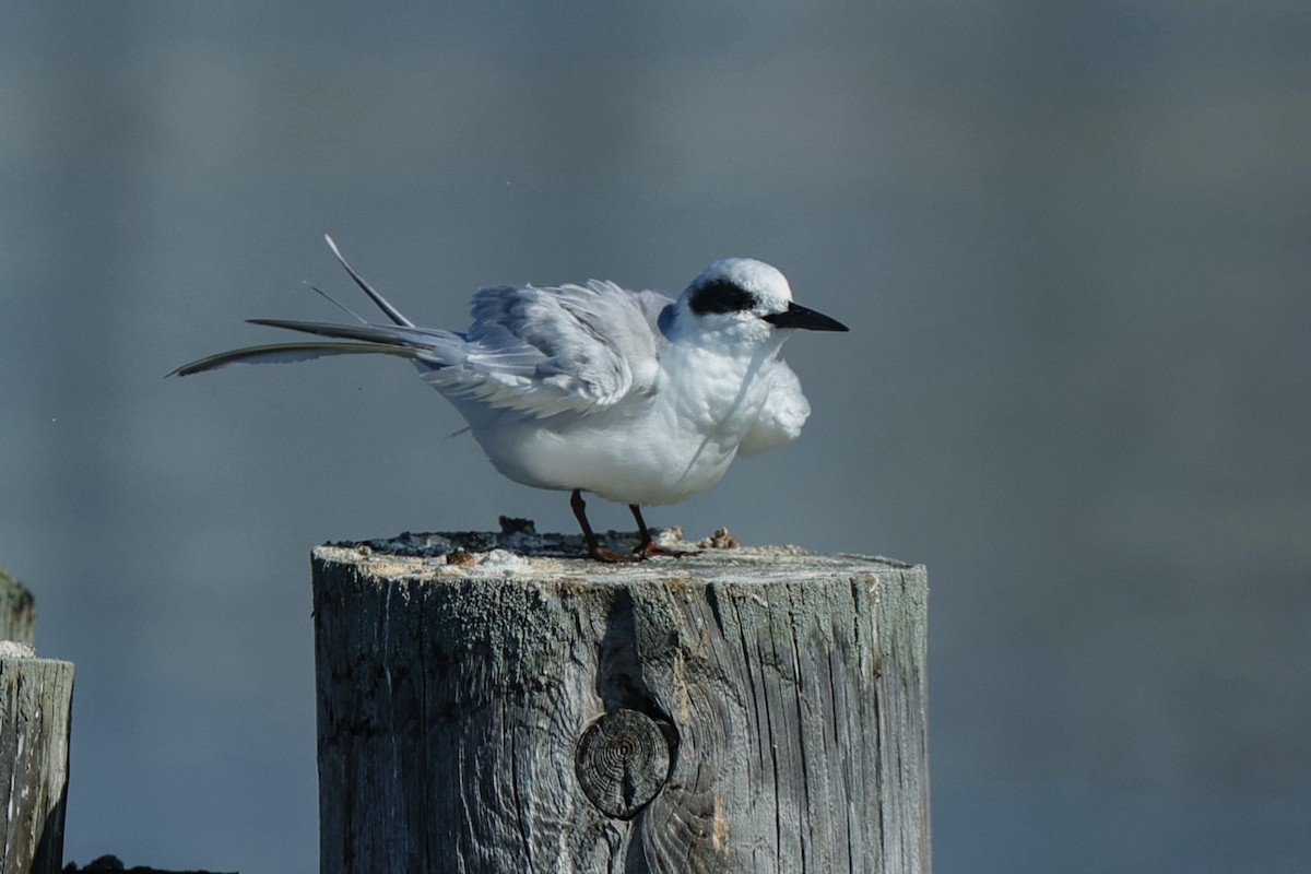 Forster's Tern - ML642247227
