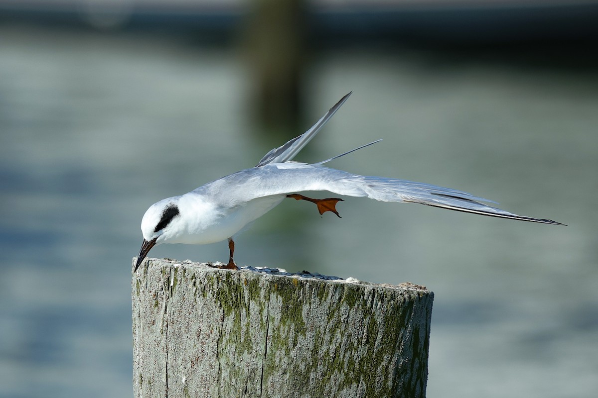 Forster's Tern - ML642247228