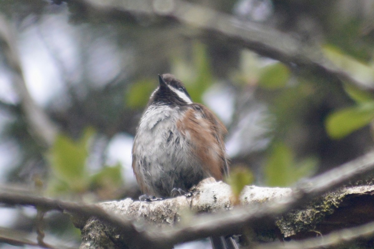 Chestnut-backed Chickadee - ML642247229