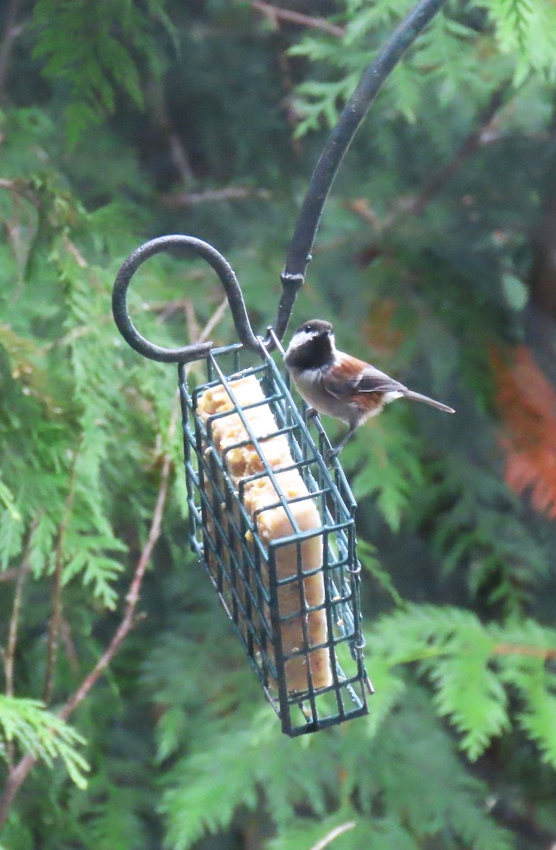 Chestnut-backed Chickadee - ML642247245