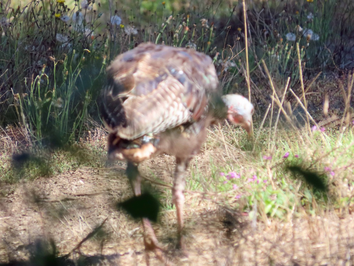 Wild Turkey - ML642247252