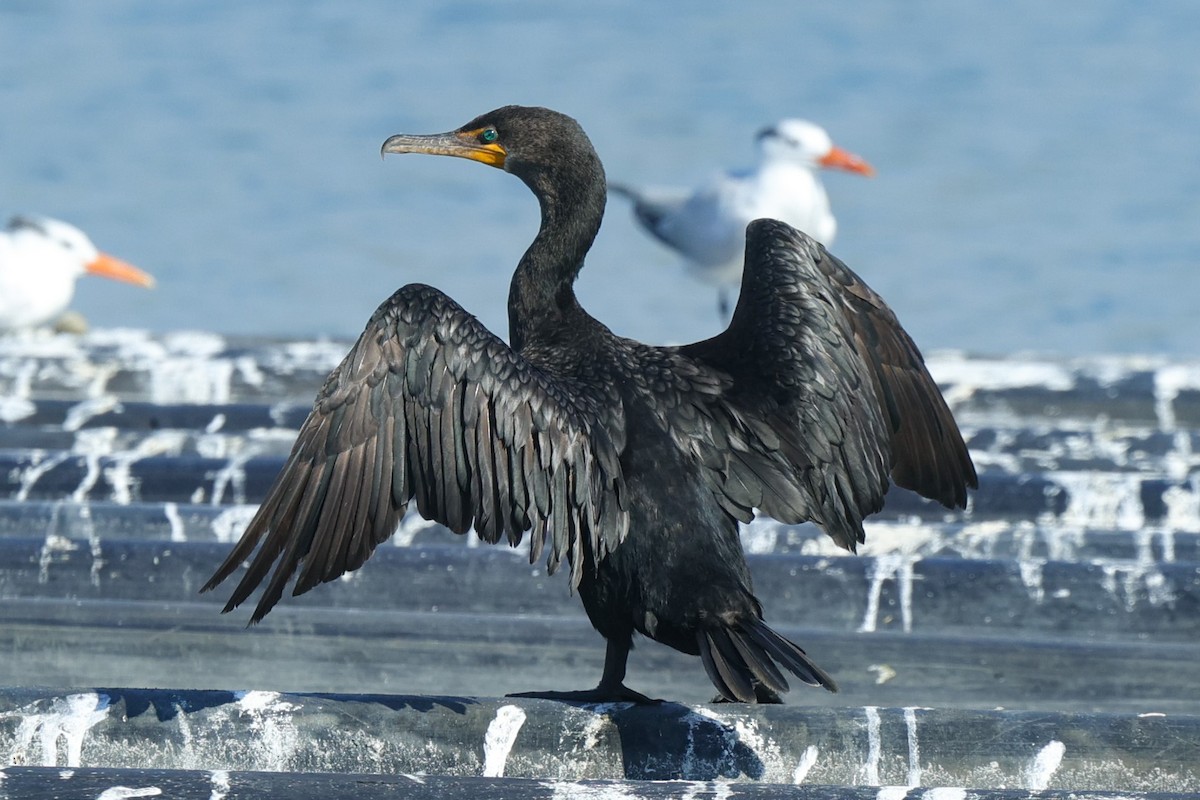 Cormorán Orejudo - ML642247253