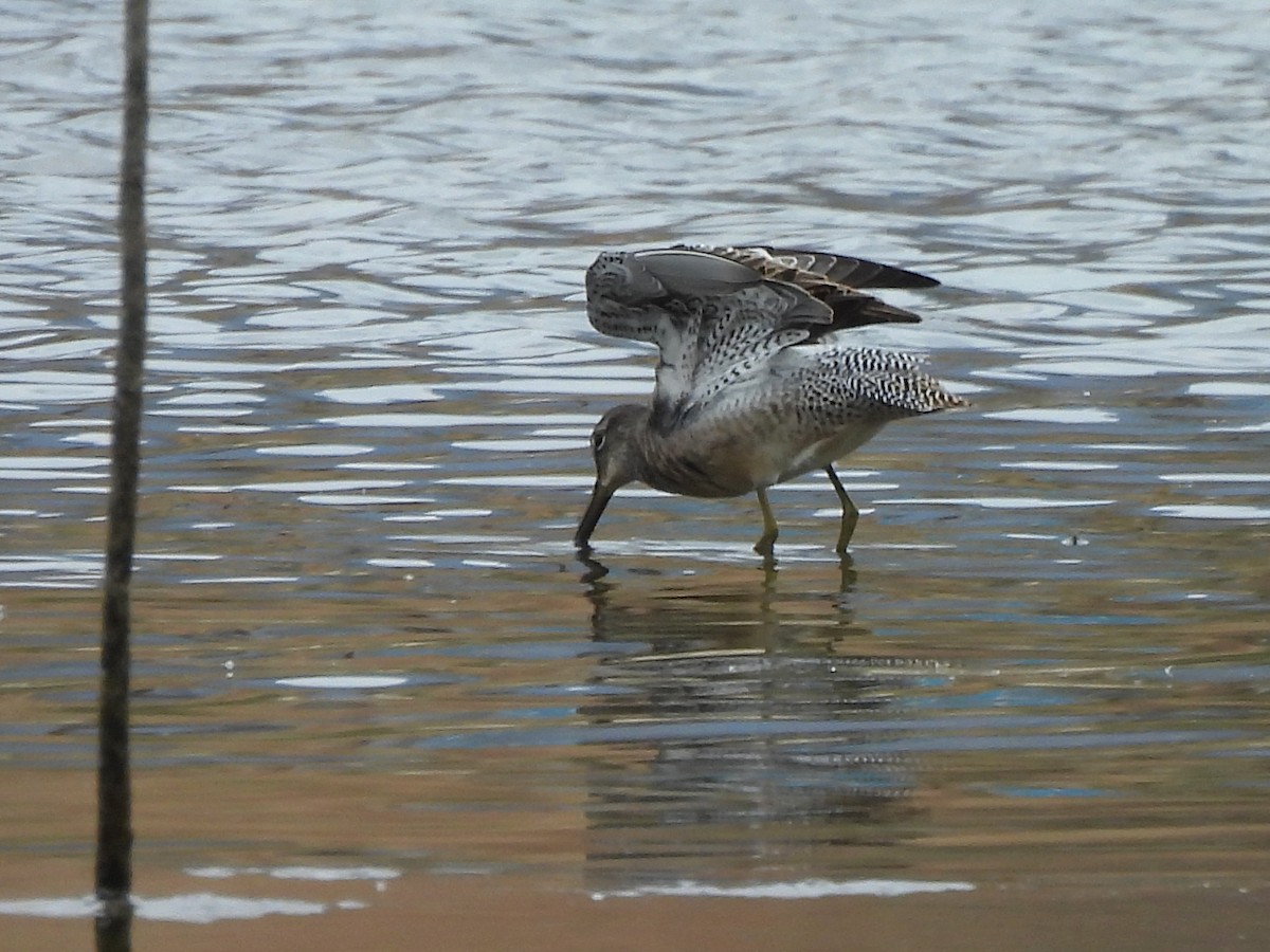 Long-billed Dowitcher - ML642247254