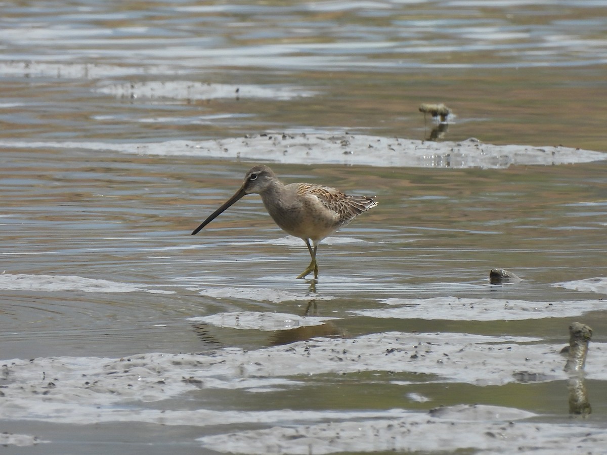 Long-billed Dowitcher - ML642247255