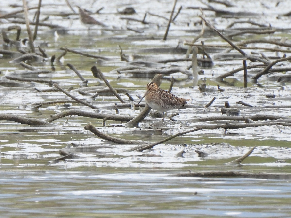 Wilson's Snipe - ML642247262