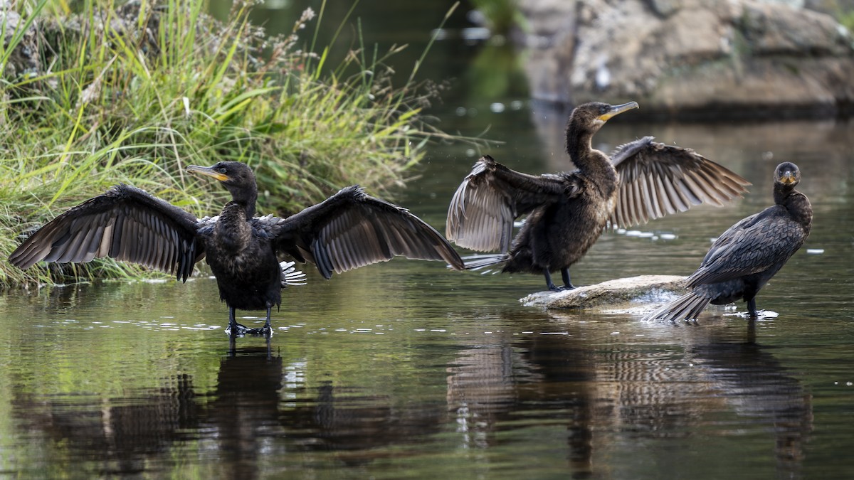 Cormorán Biguá - ML642247272