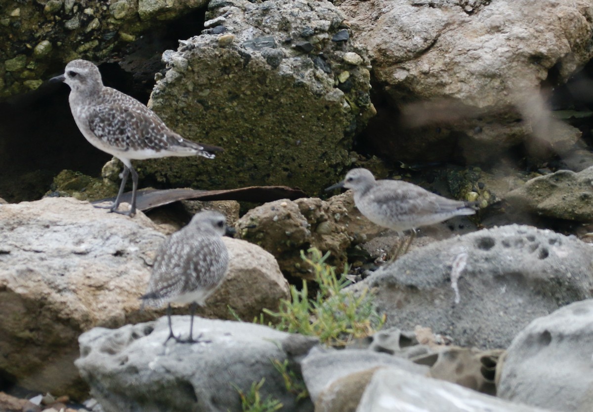 Red Knot - ML642247303