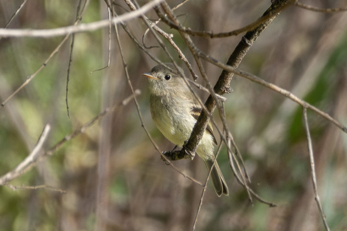Dusky Flycatcher