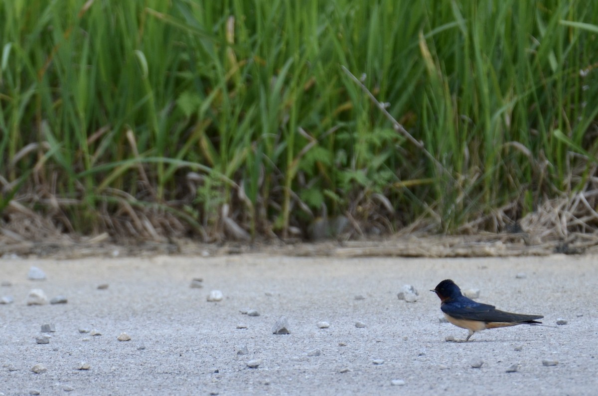 låvesvale - ML642247382