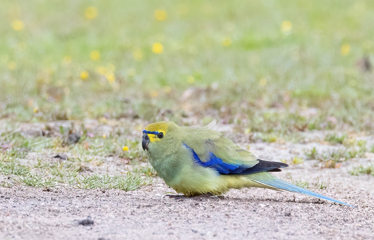 Blue-winged Parrot - ML642247388