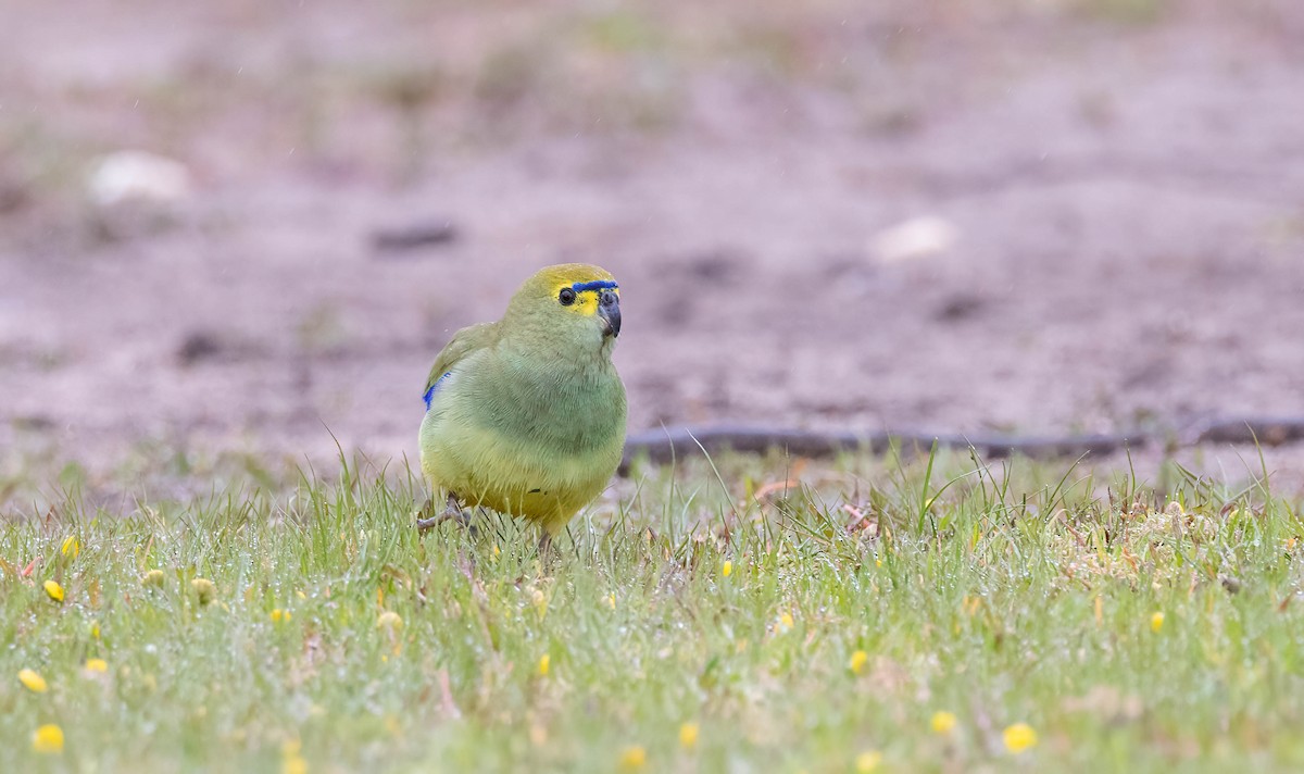 Blue-winged Parrot - ML642247389