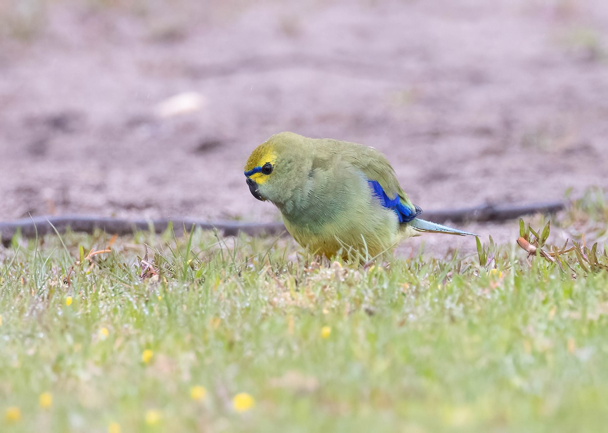 Blue-winged Parrot - ML642247390
