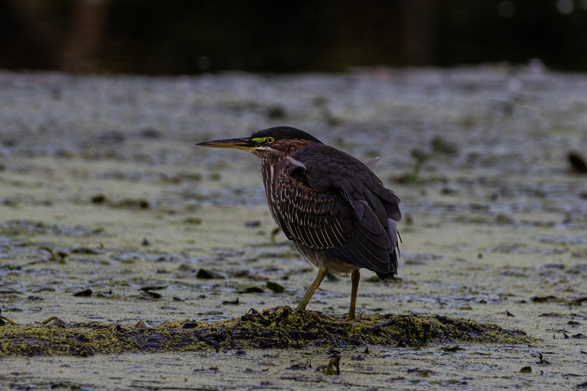 Green Heron - ML642247404
