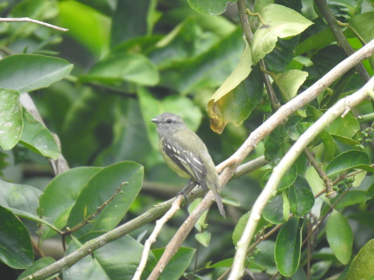 Yellow-crowned Tyrannulet - ML642247408