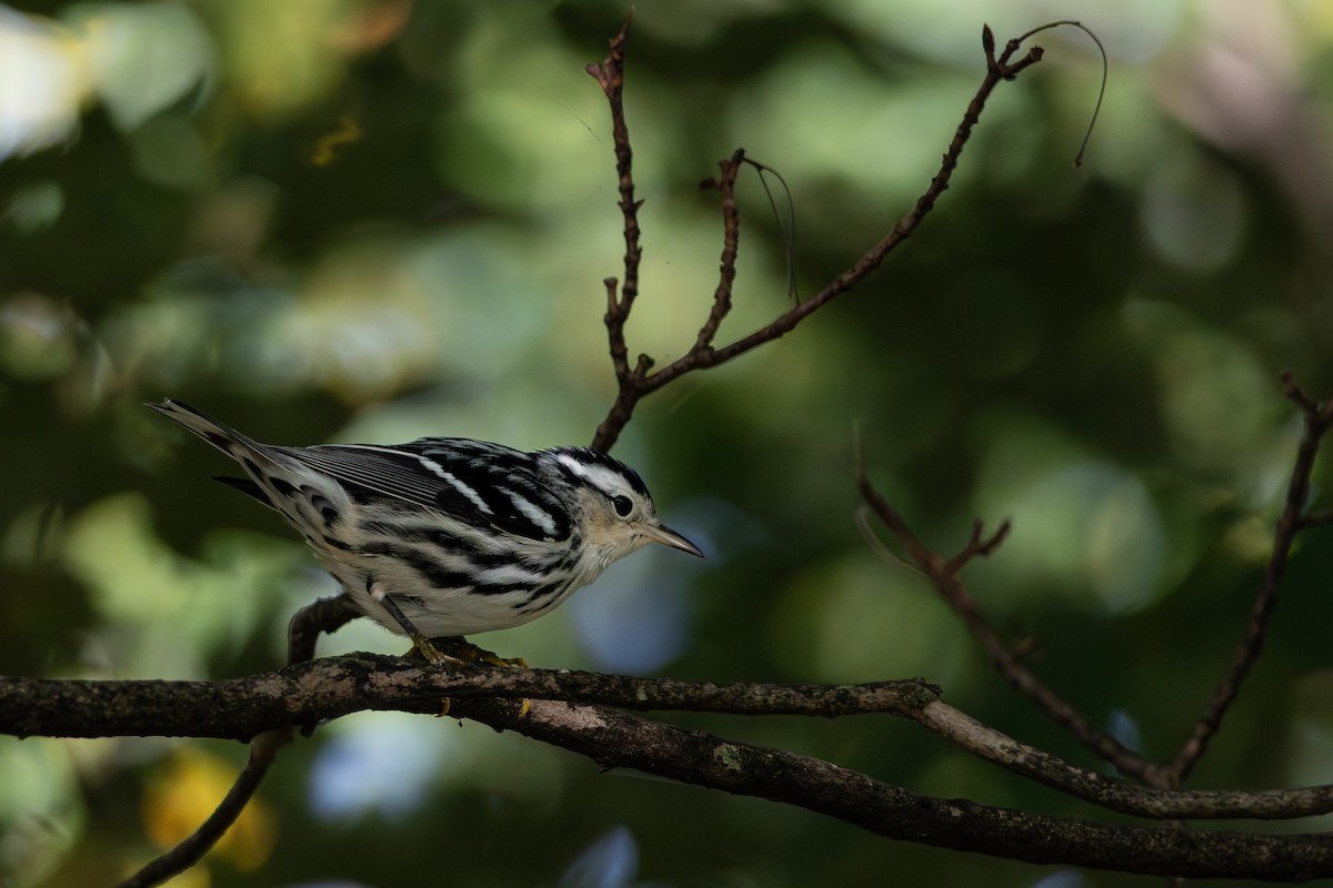Black-and-white Warbler - ML642247409