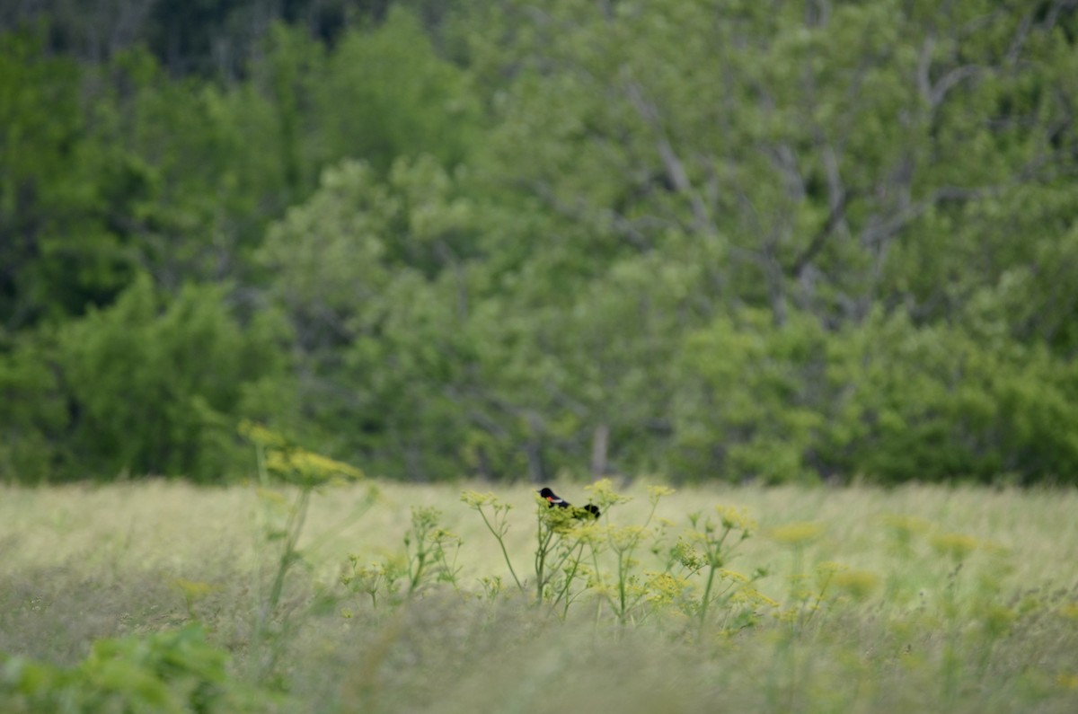 rødvingetrupial - ML642247412