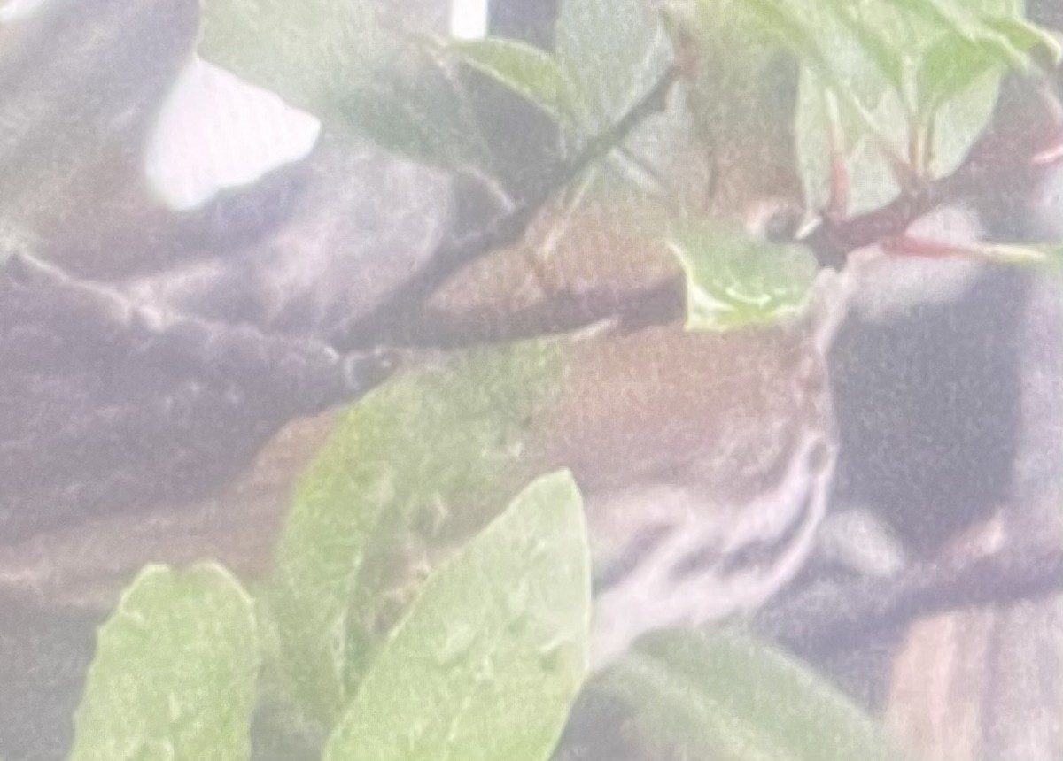 Ovenbird - ML642247426