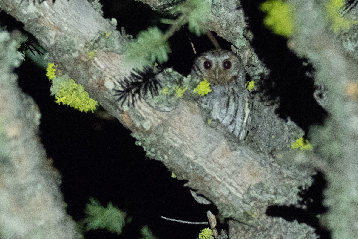Flammulated Owl - ML642247439