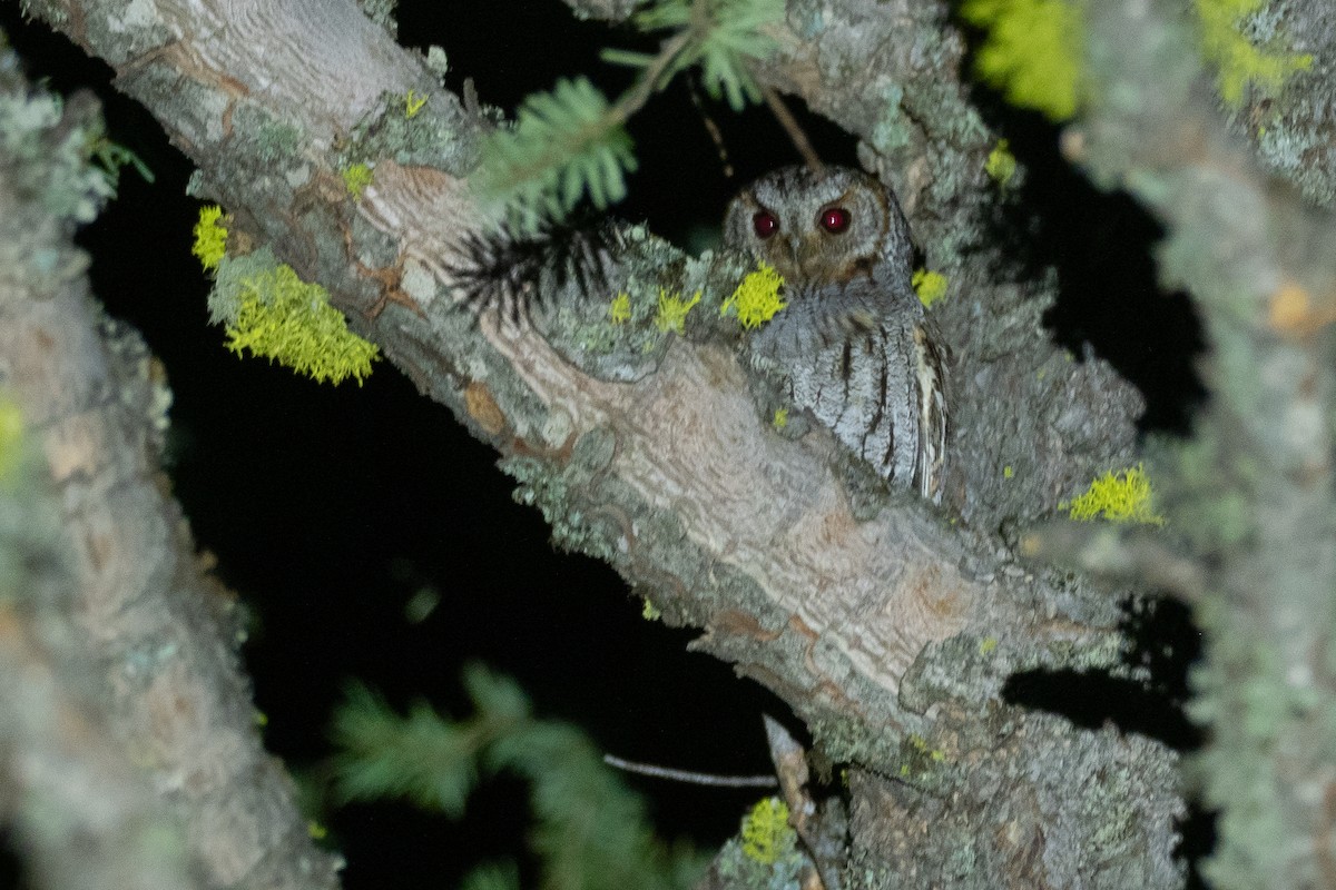 Flammulated Owl - ML642247440