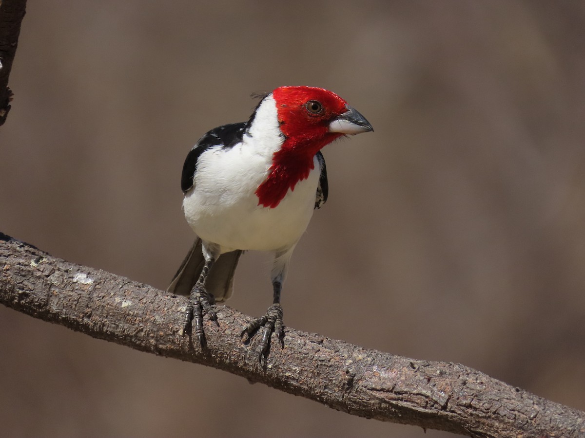 Red-cowled Cardinal - ML642247441