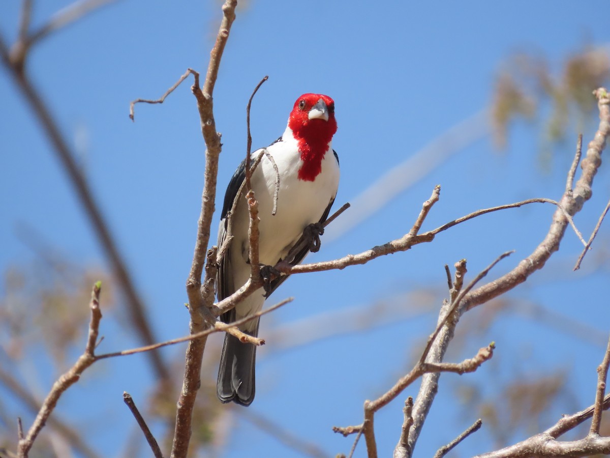 Red-cowled Cardinal - ML642247442