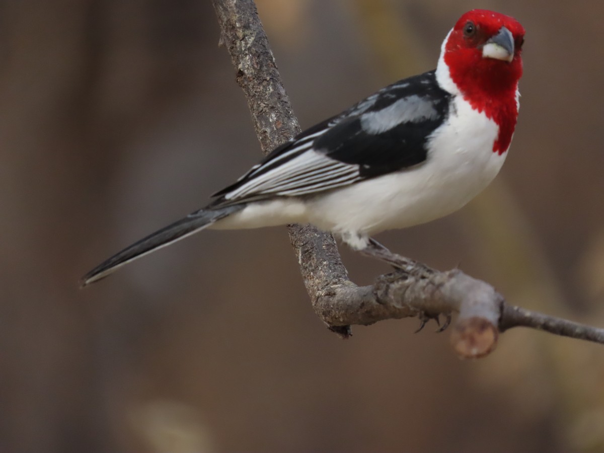 Red-cowled Cardinal - ML642247444