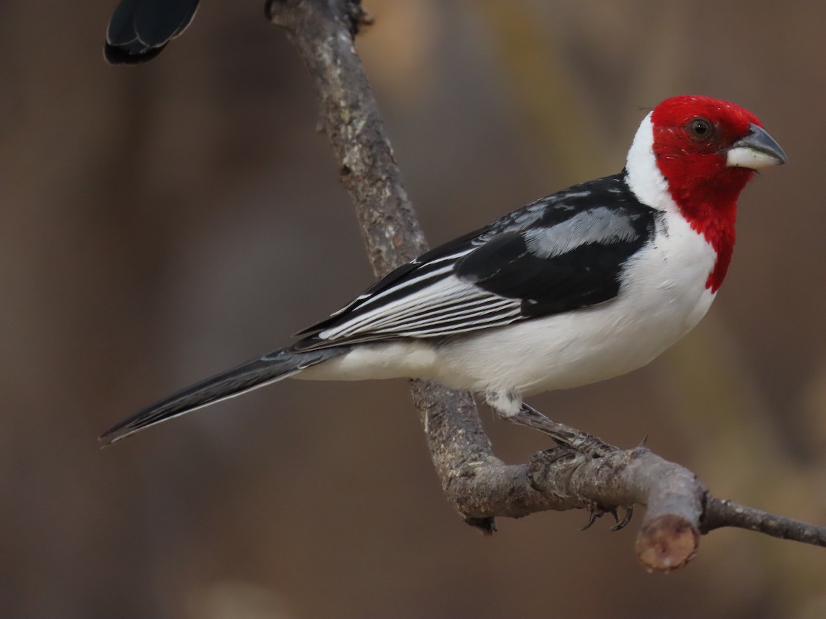 Red-cowled Cardinal - ML642247445