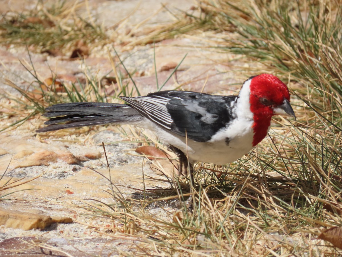Red-cowled Cardinal - ML642247446