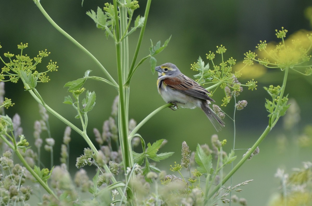 sisselspurv - ML642247455