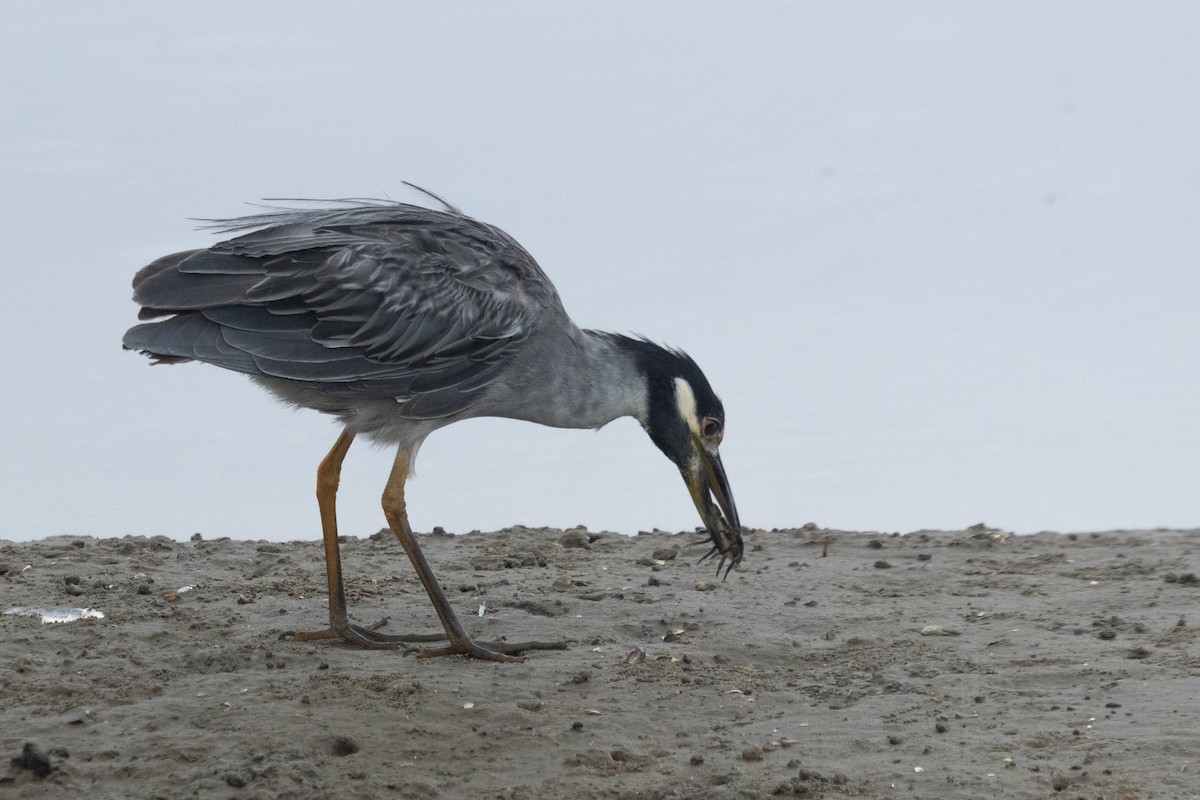 Yellow-crowned Night Heron - ML642247497