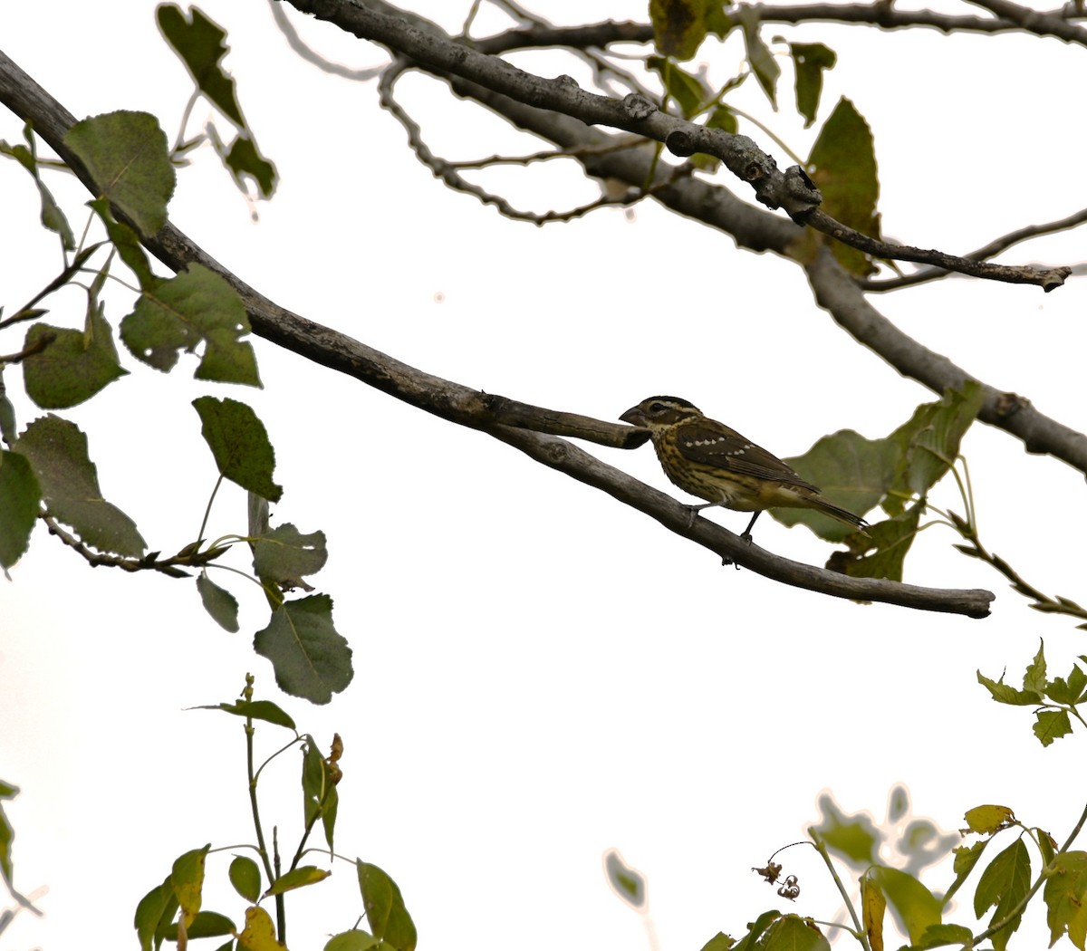 Rose-breasted Grosbeak - ML642247513