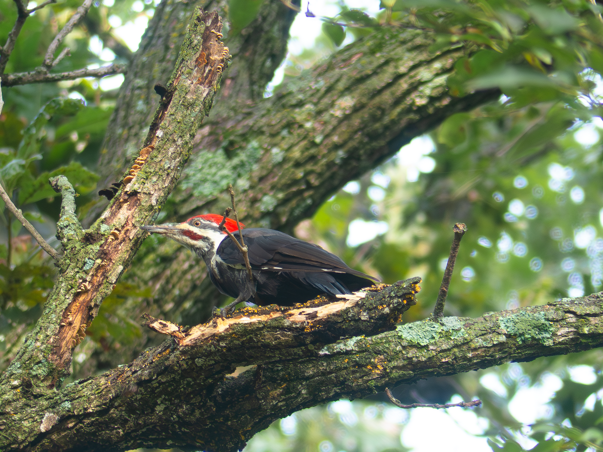 Pileated Woodpecker - ML642247520