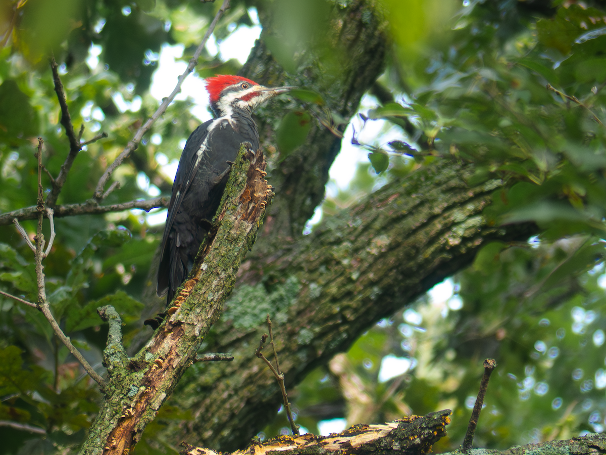 Pileated Woodpecker - ML642247521