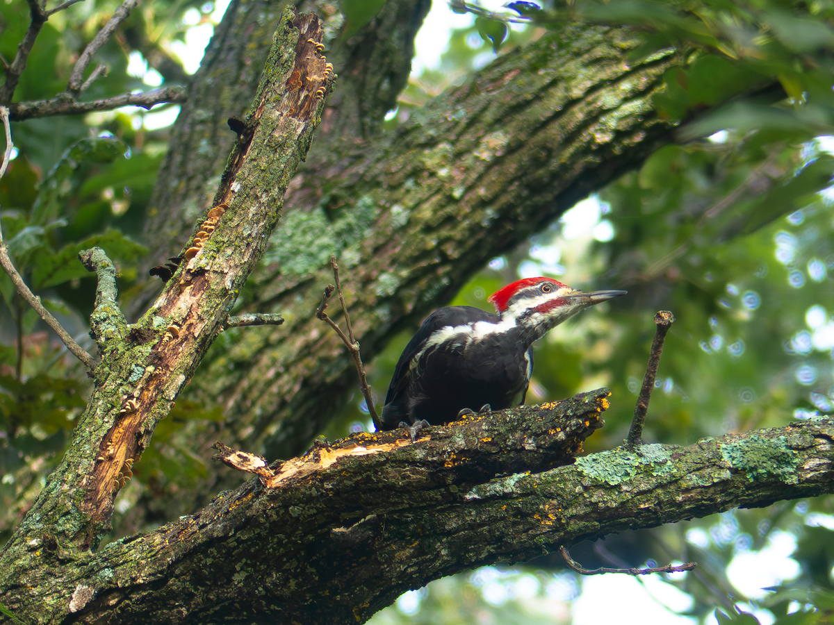Pileated Woodpecker - ML642247522