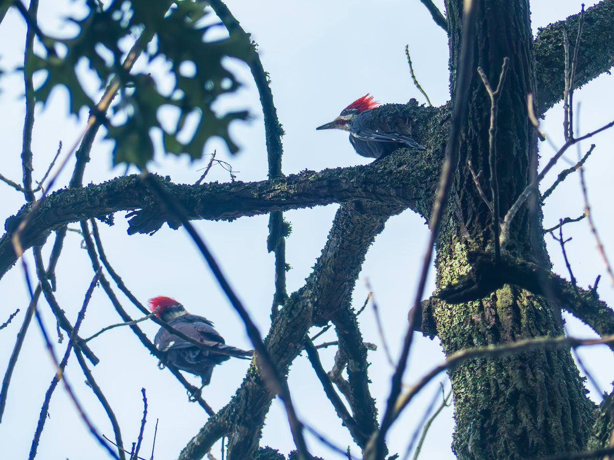 Pileated Woodpecker - ML642247523