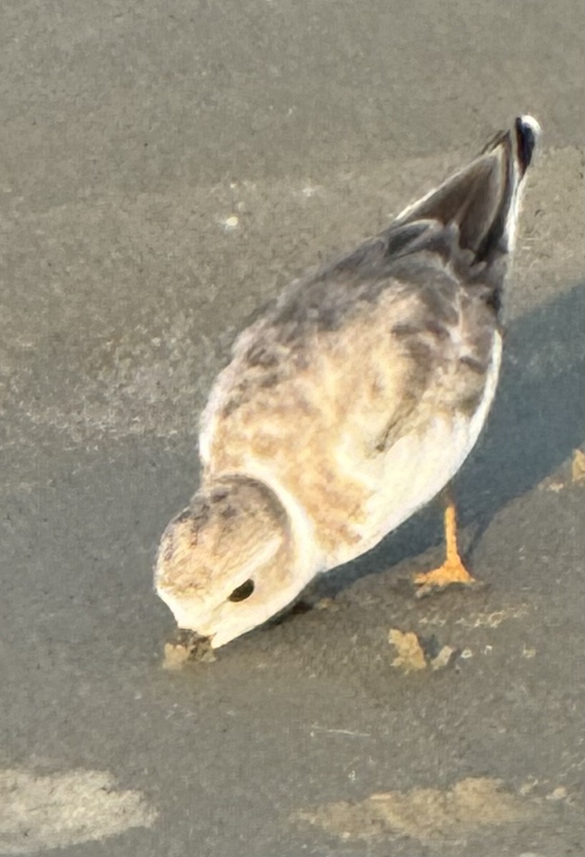 Piping Plover - ML642247541