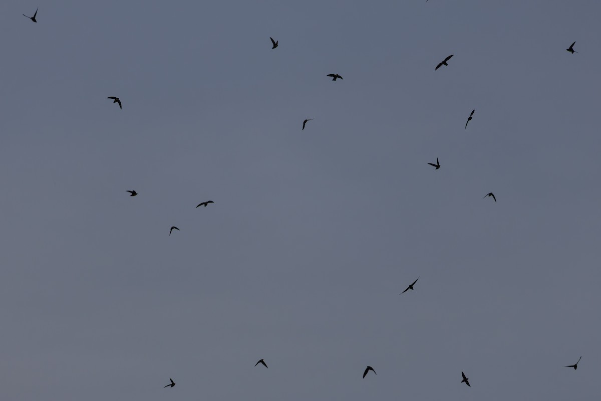 Chimney Swift - ML642247547