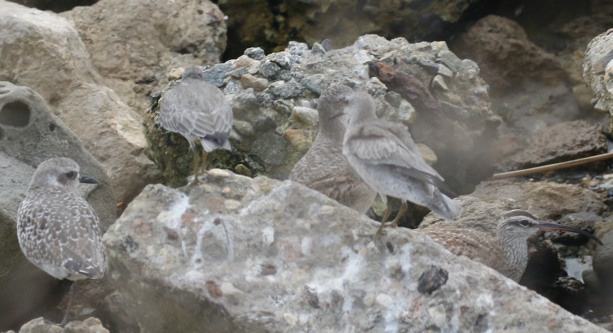 Red Knot - ML642247572